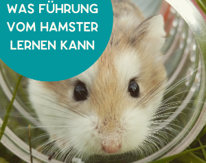 Der Hamster macht es richtig!